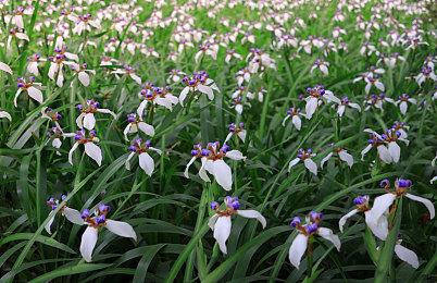 《幻梦骑士》登陆Steam发售 2D横版像素街机风动作